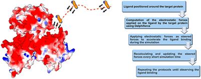 DFMD: Fast and Effective DelPhiForce Steered Molecular Dynamics Approach to Model Ligand Approach Toward a Receptor: Application to Spermine Synthase Enzyme